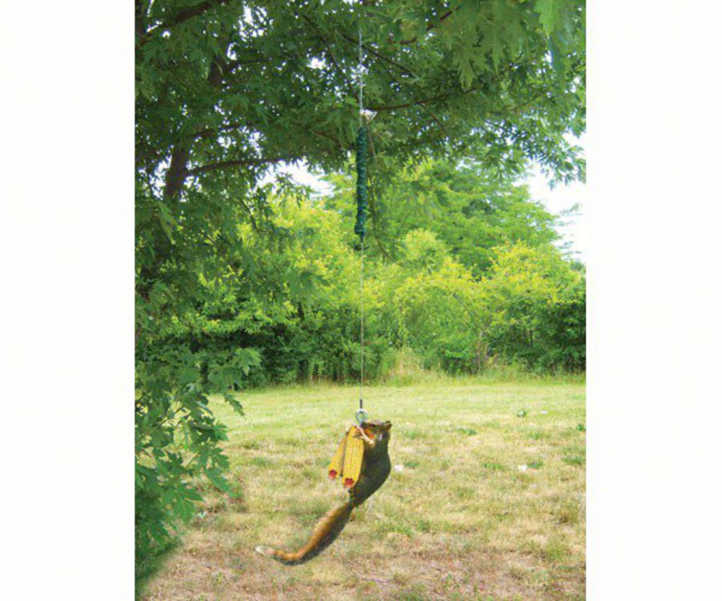 Squngee Squirrel Feeder Bungee Cord